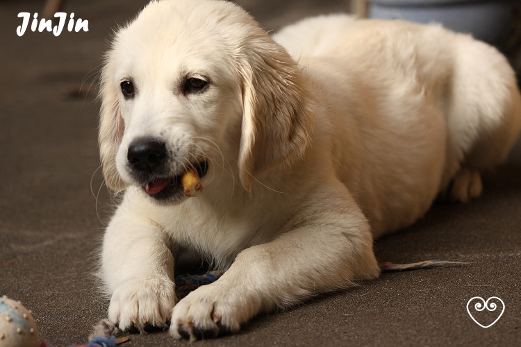 JinJin