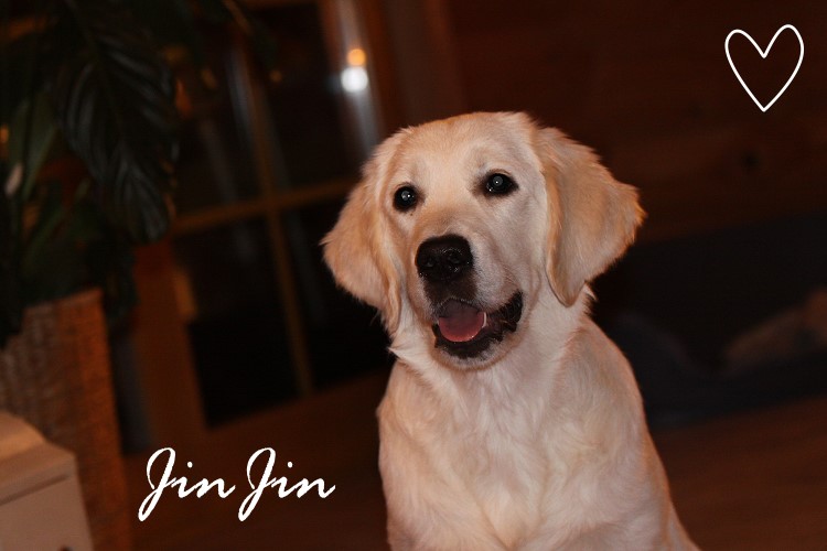  JinJin 