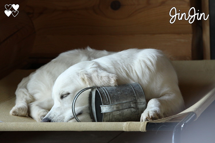 JinJin