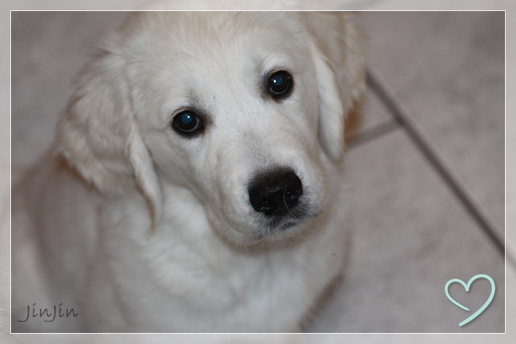  JinJin 