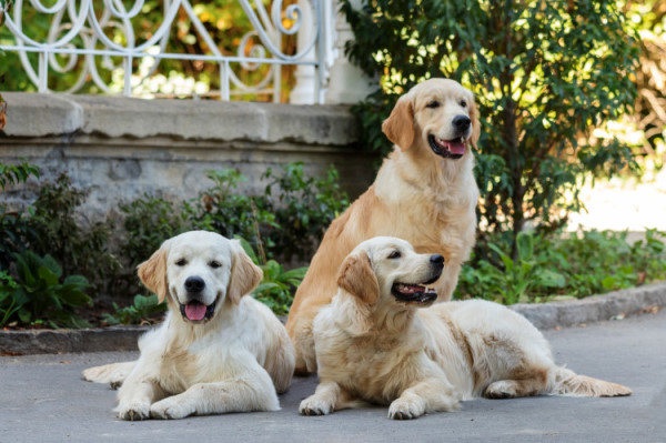 Enzo, Zuna und Philippe