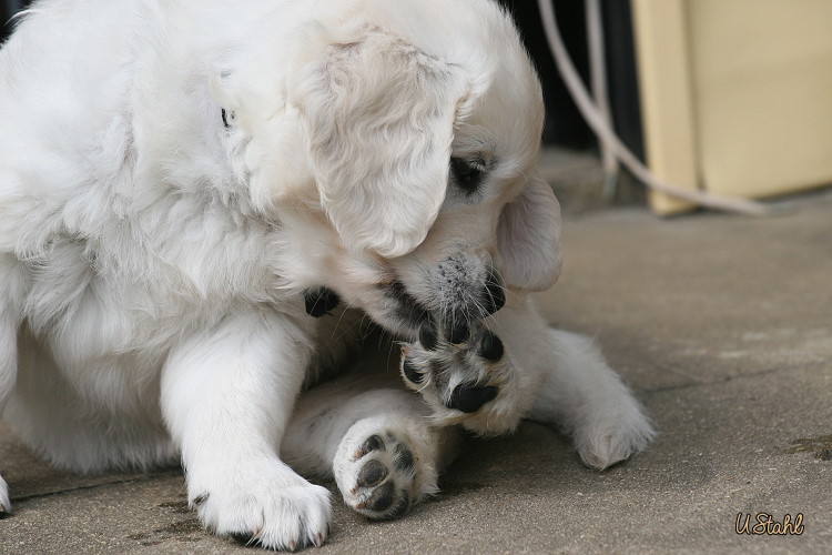 Welpen von Hippie und Mayzie