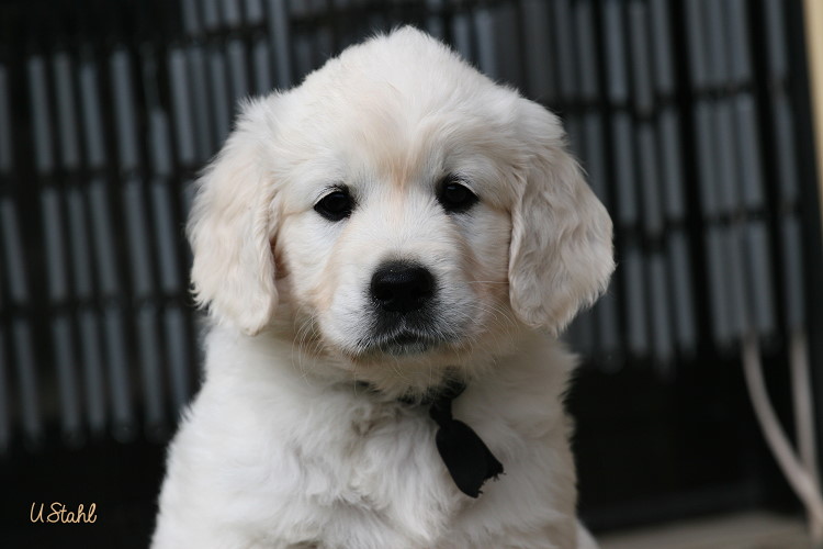 Welpen von Hippie und Mayzie