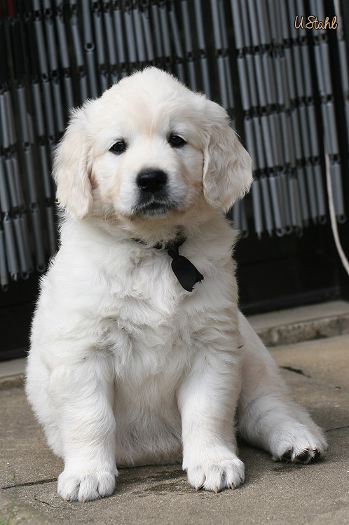 Welpen von Hippie und Mayzie