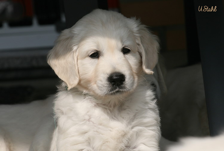 Welpen von Hippie und Mayzie