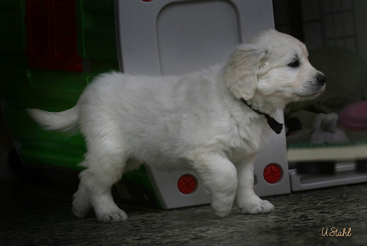 Welpen von Hippie und Mayzie