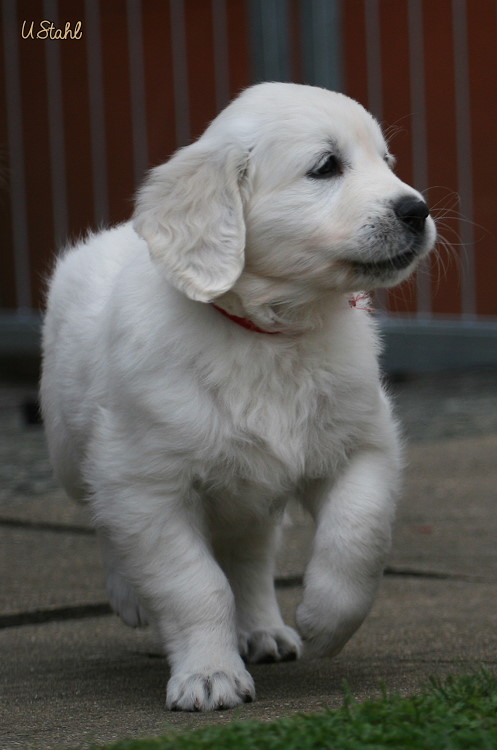 Welpen von Hippie und Mayzie