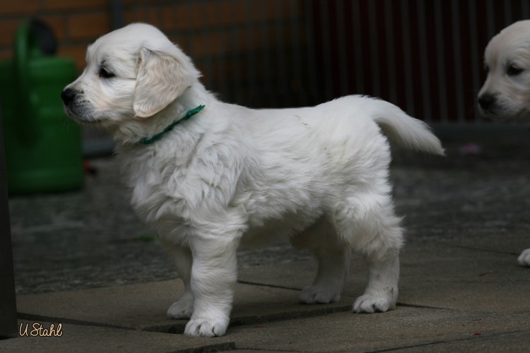 Welpen von Hippie und Mayzie