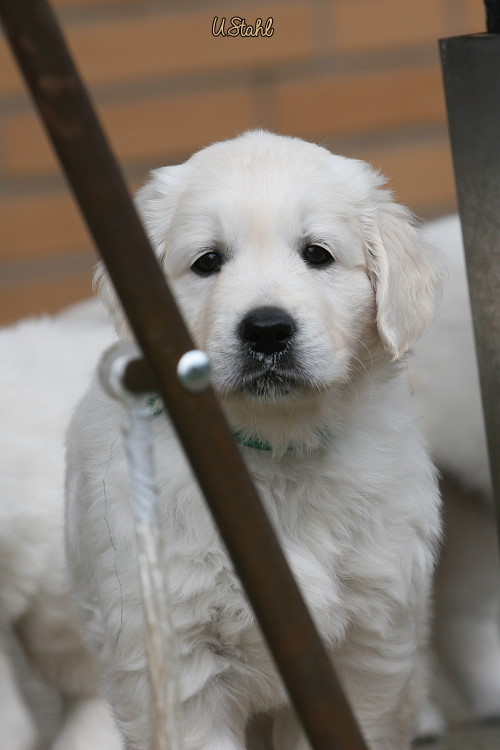 Welpen von Hippie und Mayzie