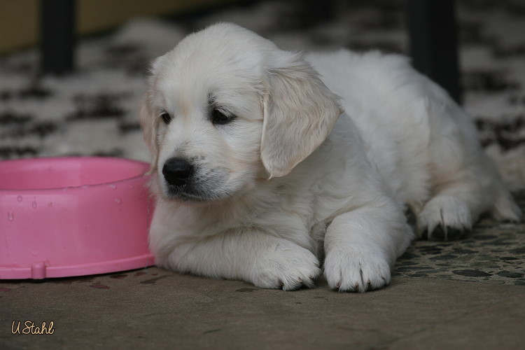 Welpen von Hippie und Mayzie