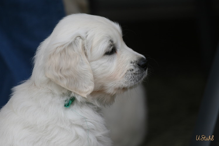 Welpen von Hippie und Mayzie