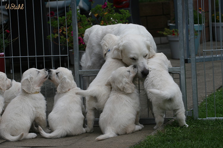 Welpen von Hippie und Mayzie