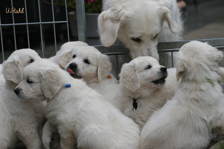 Welpen von Hippie und Mayzie