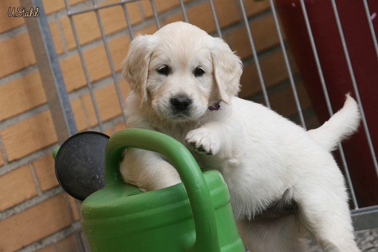 Welpen von Hippie und Mayzie