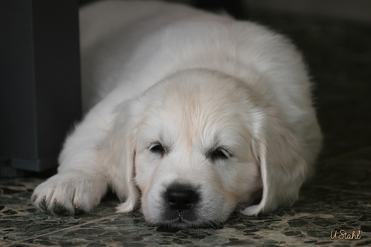 Welpen von Hippie und Mayzie