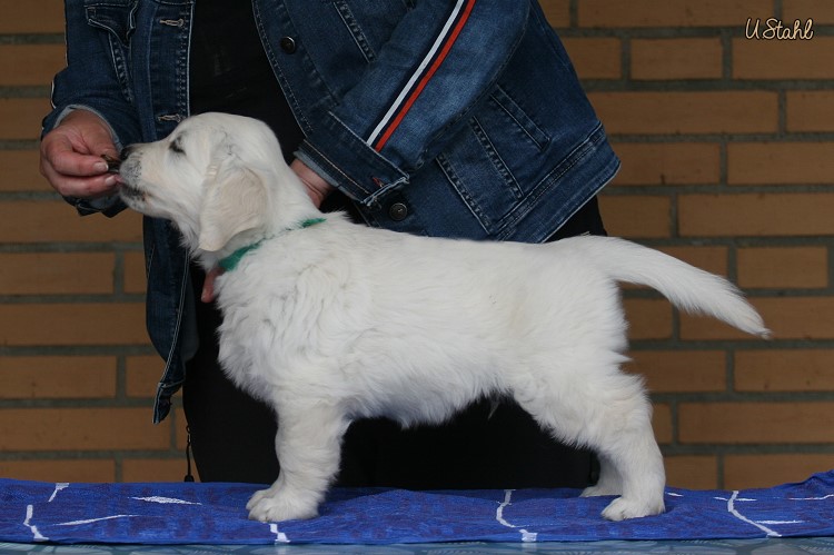 Welpen von Hippie und Mayzie