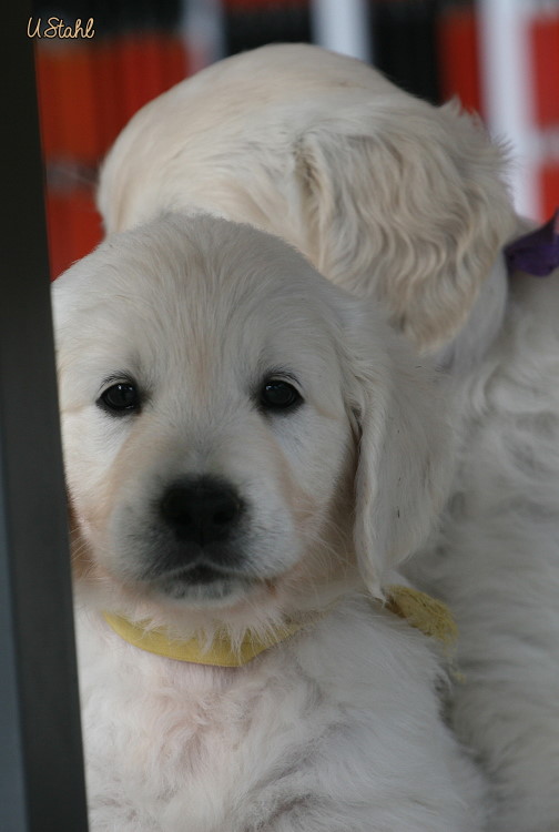 Welpen von Hippie und Mayzie