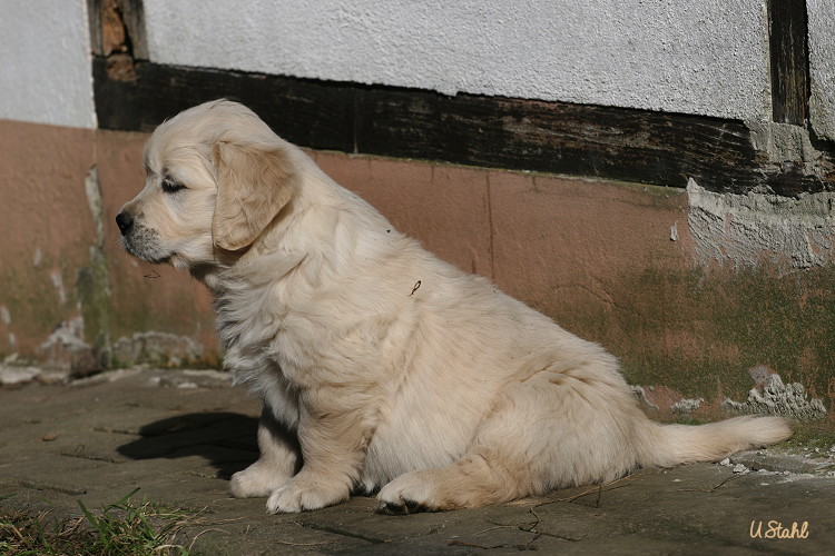 Welpen von Tristan und Holly
