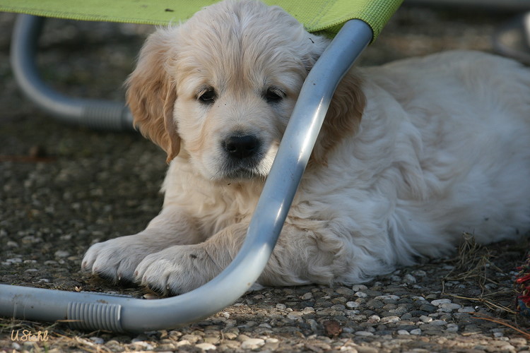 Welpen von Tristan und Holly