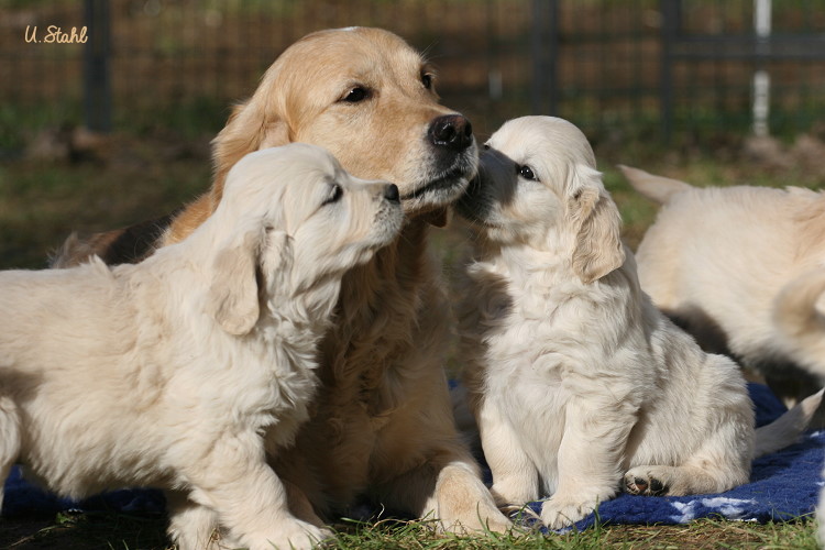Welpen von Tristan und Holly