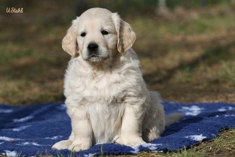 Welpen von Tristan und Holly