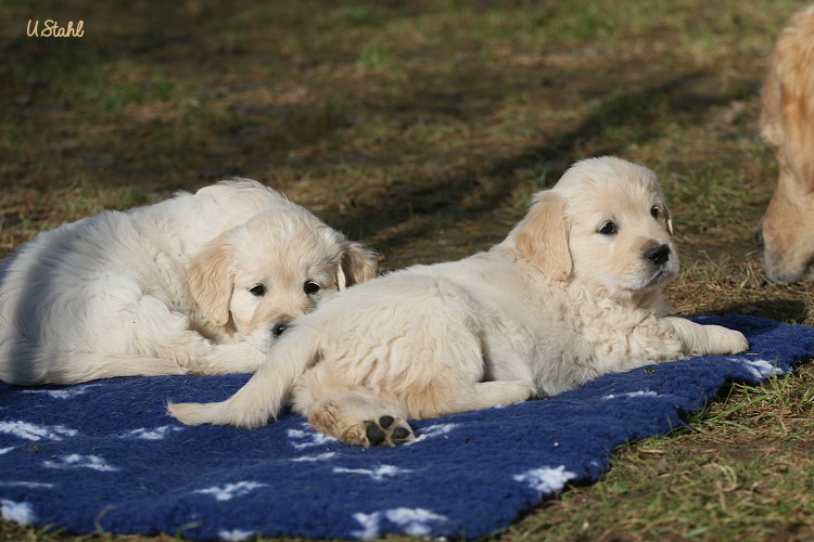 Welpen von Tristan und Holly