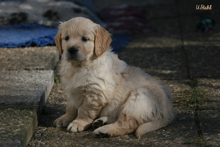 Welpen von Tristan und Holly