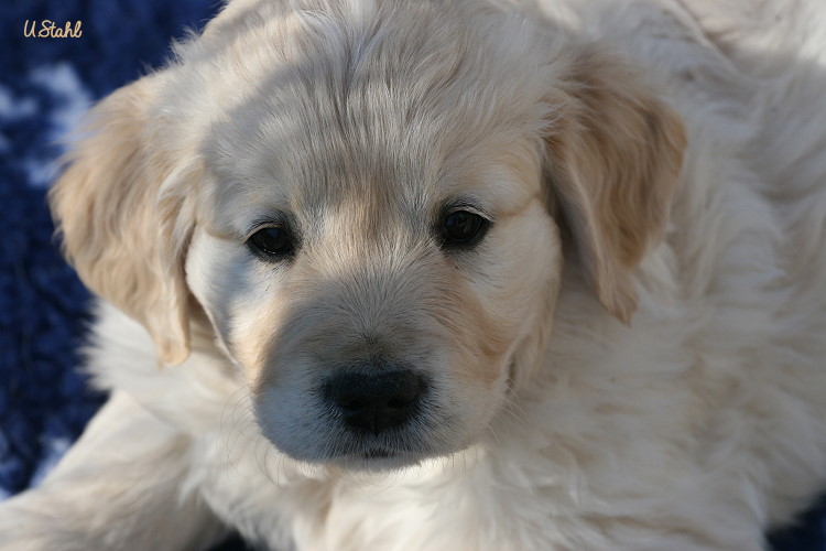 Welpen von Tristan und Holly