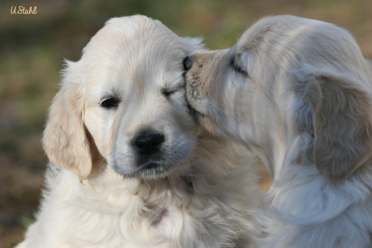 Welpen von Tristan und Holly