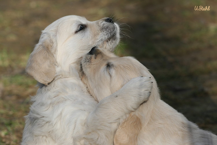 Welpen von Tristan und Holly