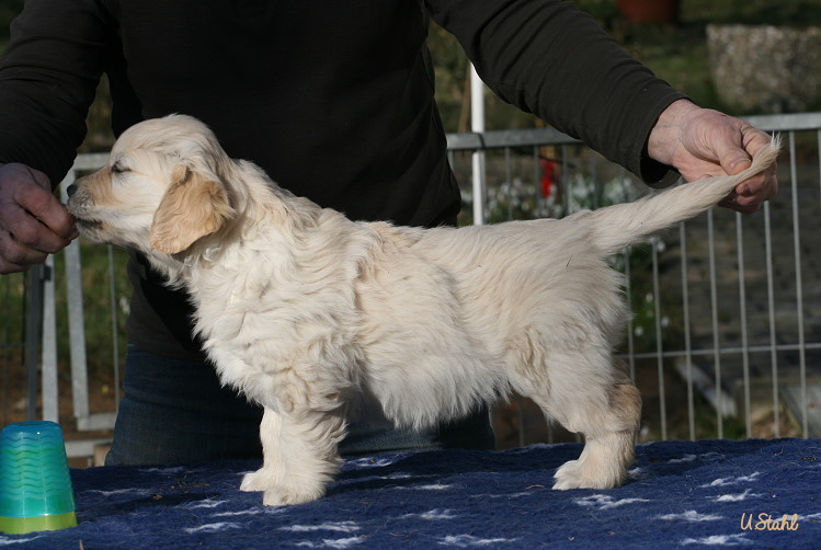 Welpen von Tristan und Holly