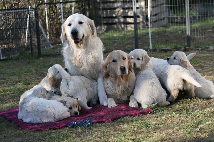 Welpen von Tristan und Holly
