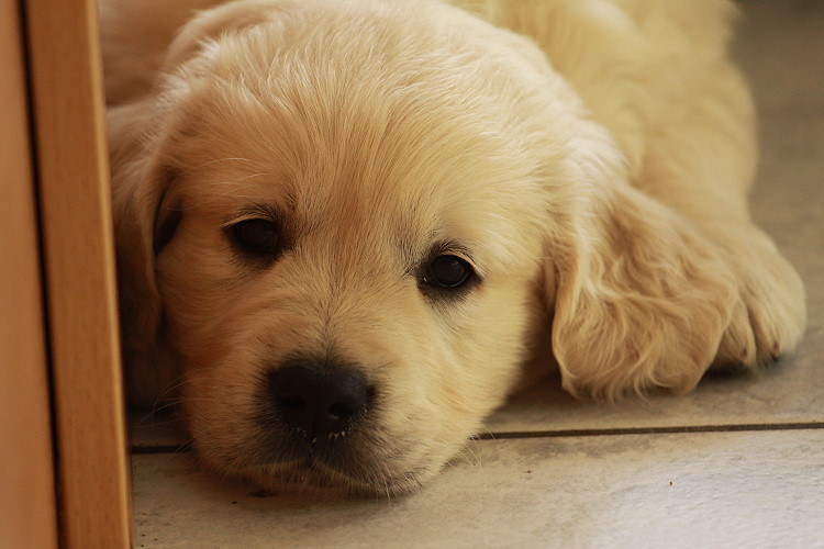 Welpen von Tristan und Tiffy