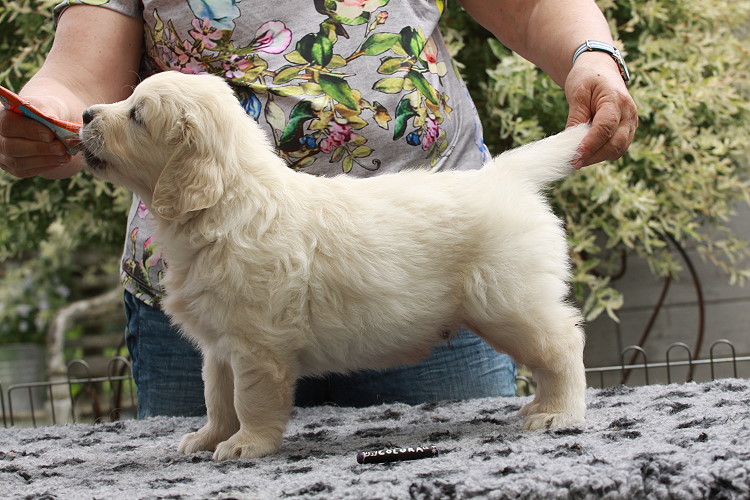 Welpen von Tristan und Tiffy