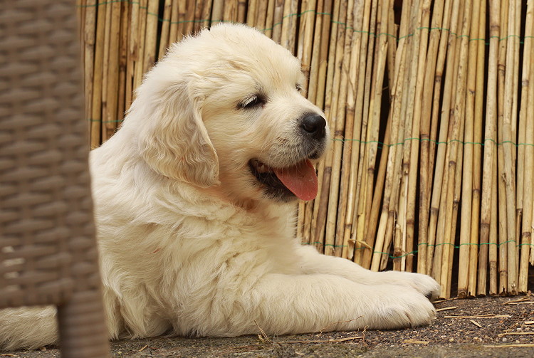 Welpen von Tristan und Tiffyf