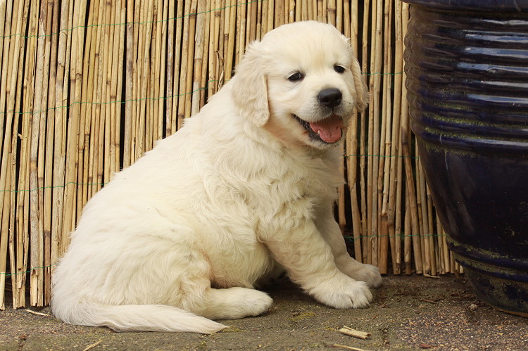 Welpen von Tristan und Tiffy