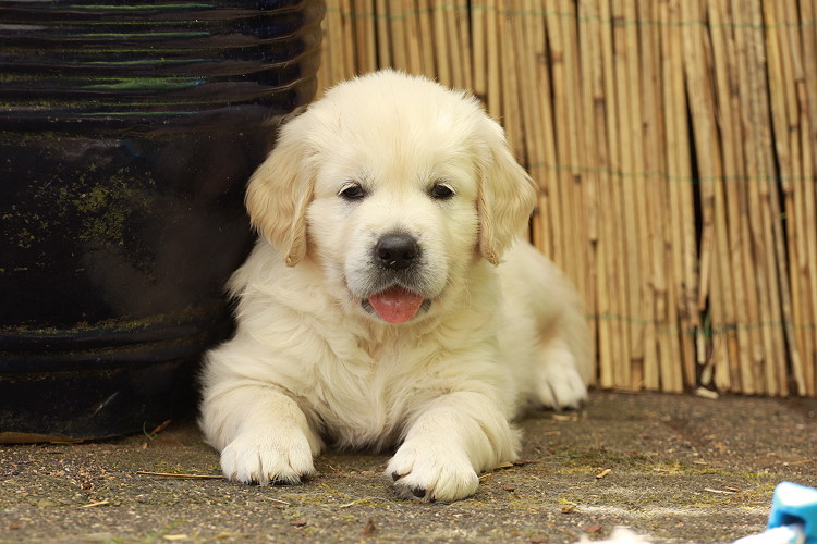 Welpen von Tristan und Tiffyf