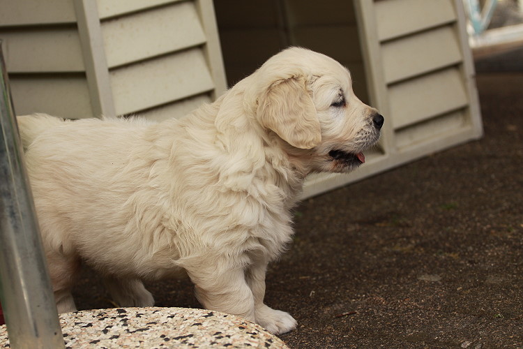 Welpen von Tristan und Tiffyf