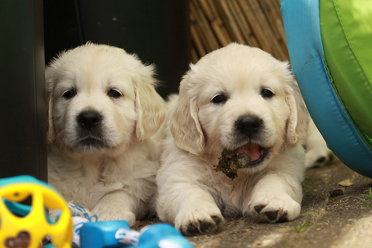 Welpen von Tristan und Tiffy