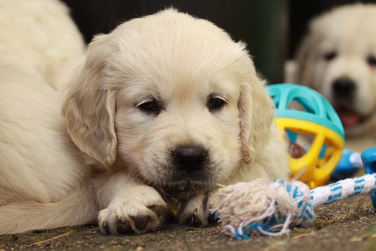 Welpen von Tristan und Tiffyf