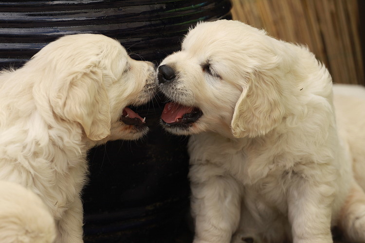 Welpen von Tristan und Tiffy