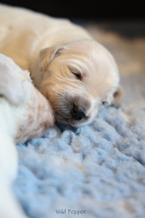 X-Wurf
